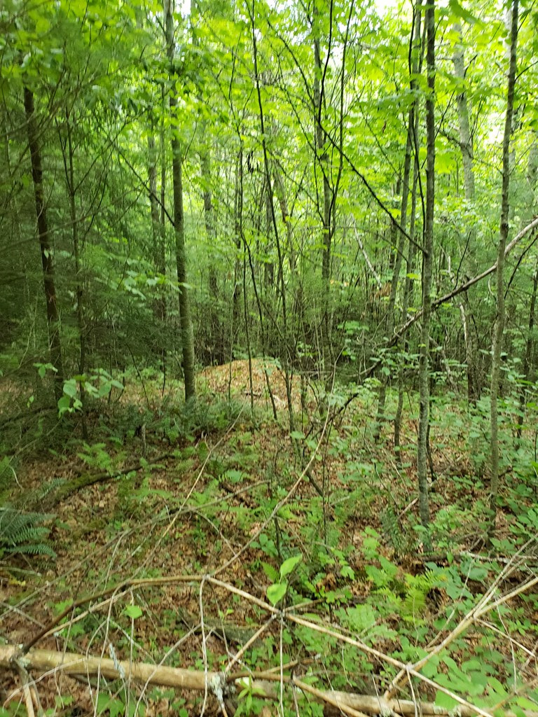 7.55 Unrestricted acres close to the New River in Ivanhoe, VA Collins